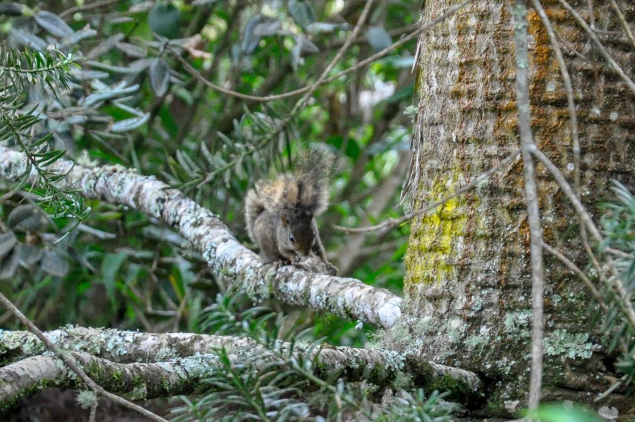 Pousada Confraria Da Terra กังโปสดูจอร์เดา ภายนอก รูปภาพ
